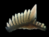 Conodont